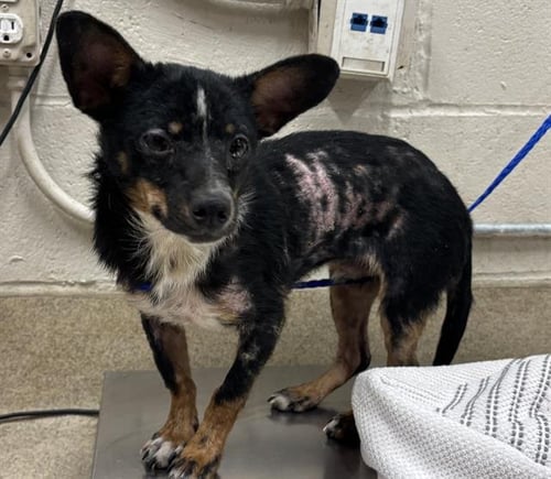 ELMO - Chihuahua available for adoption