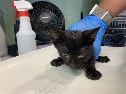 KIWI - Domestic Short Hair available for adoption