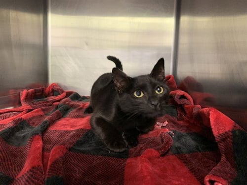STORM - Domestic Short Hair available for adoption