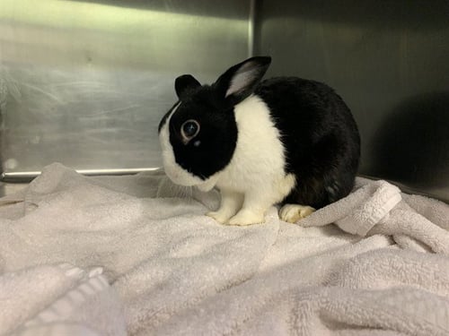 COOKIE - Shorthaired Rabbit available for adoption