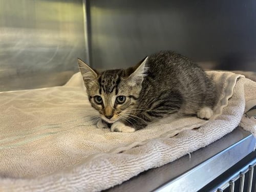 LEX - Domestic Short Hair available for adoption