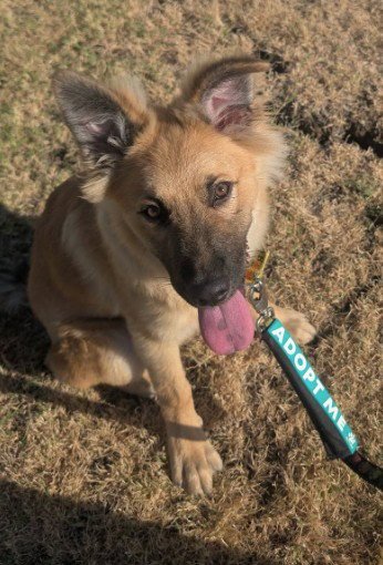 WINSTON - German Shepherd Dog available for adoption