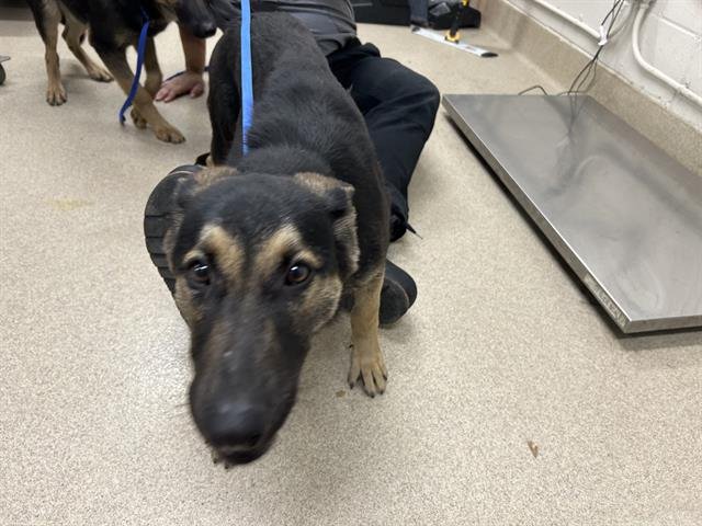 HIKARU - German Shepherd Dog available for adoption