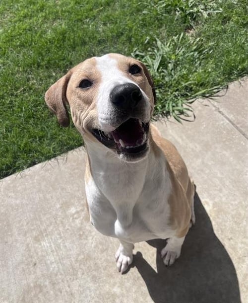 HUNTER - Pointer / American Staffordshire Terrier available for adoption