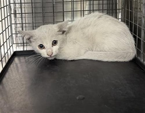 A235265 - Domestic Short Hair available for adoption