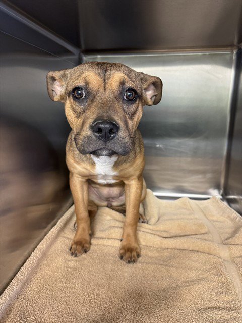 CHILI - American Staffordshire Terrier available for adoption