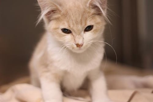 CLEO - Domestic Short Hair available for adoption