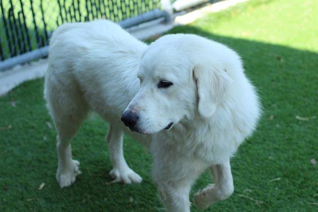 YETTI Image