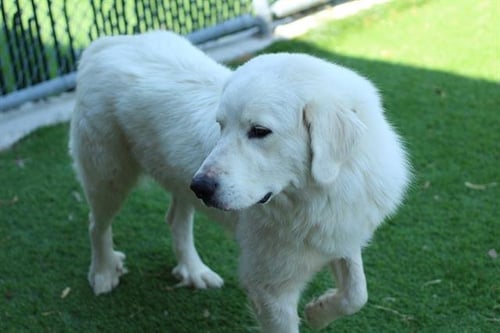 YETTI - Great Pyrenees available for adoption