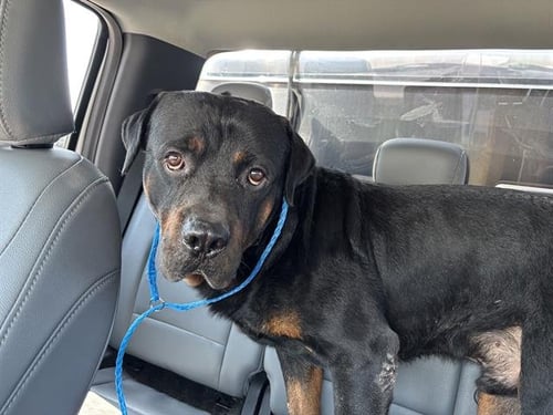 STRIKER - Rottweiler available for adoption