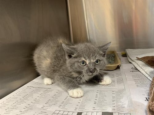 MARS - Domestic Short Hair available for adoption