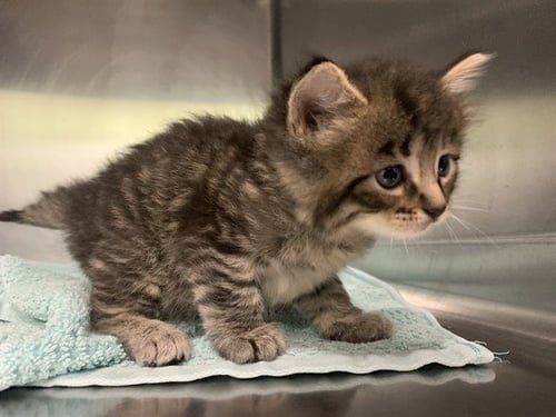 STRIPES - Domestic Medium Hair available for adoption