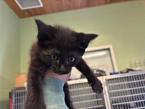 PEPPER - Domestic Short Hair for adoption in Arlington