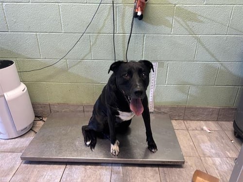 SUGAR - American Staffordshire Terrier available for adoption