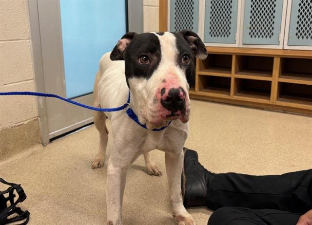 TANK - American Staffordshire Terrier / Bull Terrier for adoption in Arlington