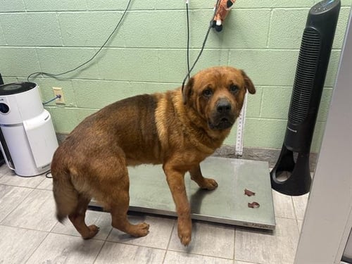 OSO - Chow Chow available for adoption