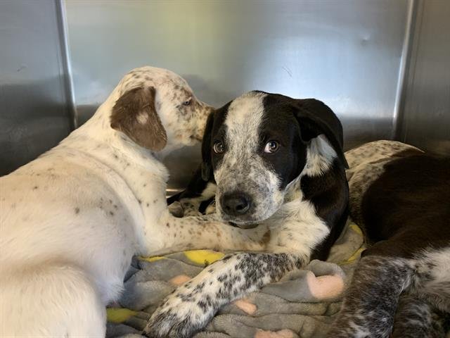 TOFFIE - Australian Cattle Dog/Blue Heeler available for adoption