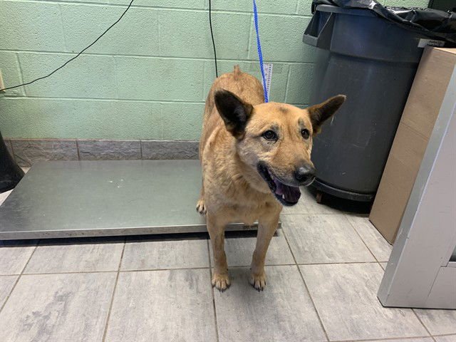 WAFFLES - German Shepherd Dog for adoption in Arlington