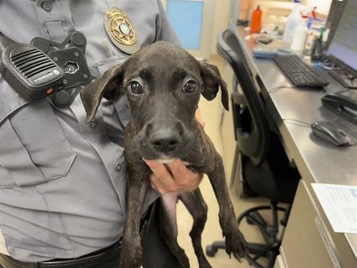 LUNA - American Staffordshire Terrier available for adoption