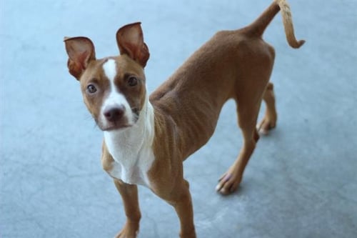 BUSCH - American Staffordshire Terrier available for adoption