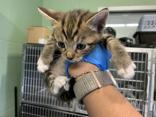 LUKE - Domestic Short Hair available for adoption