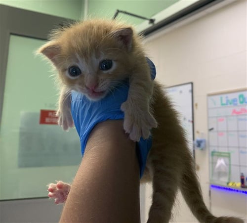 LANE - Domestic Short Hair available for adoption