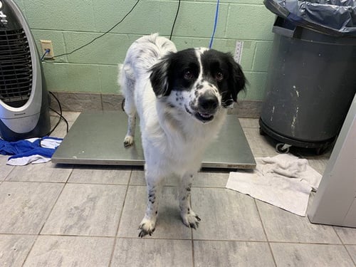 LONE RANGER - Border Collie available for adoption
