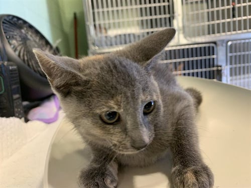 ROSE - Domestic Short Hair available for adoption