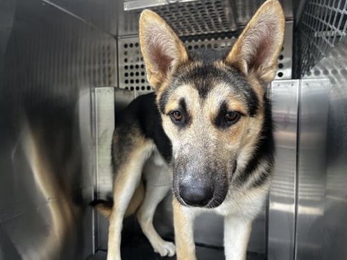 DENAHI - German Shepherd Dog / Siberian Husky available for adoption