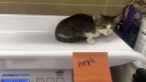 BLEU CHEESE - Domestic Short Hair available for adoption