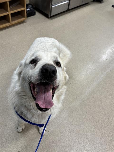 PEPPER - Great Pyrenees available for adoption