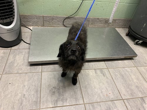 CABBAGE - Terrier available for adoption