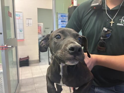 FRED - American Pit Bull Terrier available for adoption