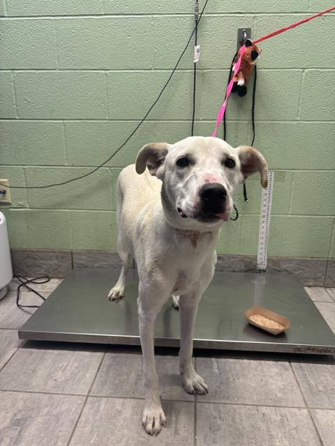 XERO - Labrador Retriever available for adoption