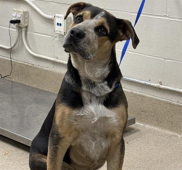 TIMMY - German Shepherd Dog / American Staffordshire Terrier available for adoption