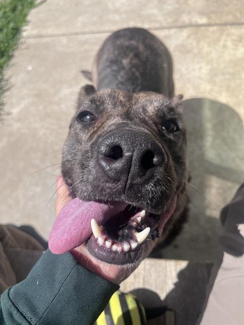 NELLI - Dutch Shepherd available for adoption