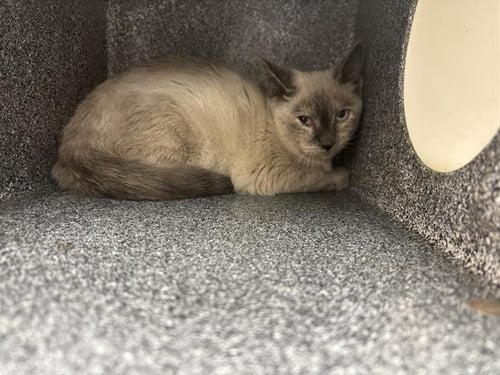 MONEY BAGS - Siamese available for adoption