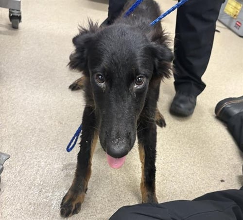 RAVEN - German Shepherd Dog available for adoption