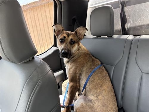 HOME RUN - German Shepherd Dog available for adoption