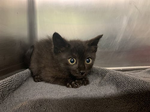 AUXANA - Domestic Short Hair available for adoption