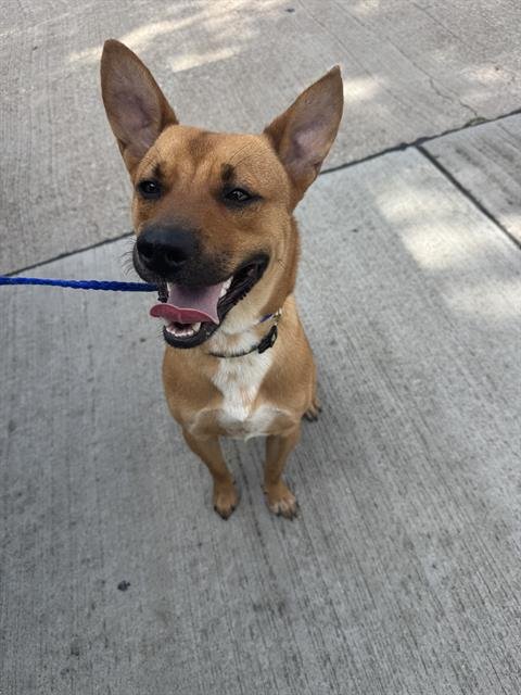 HOUSTON TIGGER - Carolina Dog available for adoption