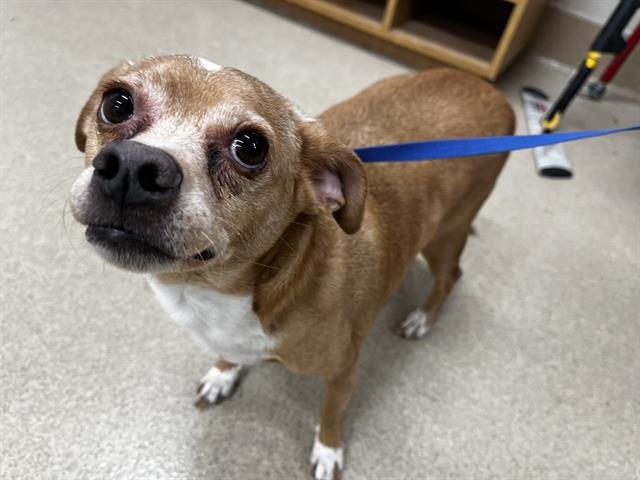 DAK - Chihuahua available for adoption