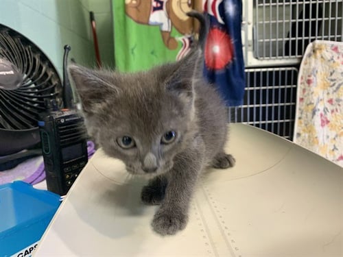 MALLOW - Domestic Short Hair available for adoption