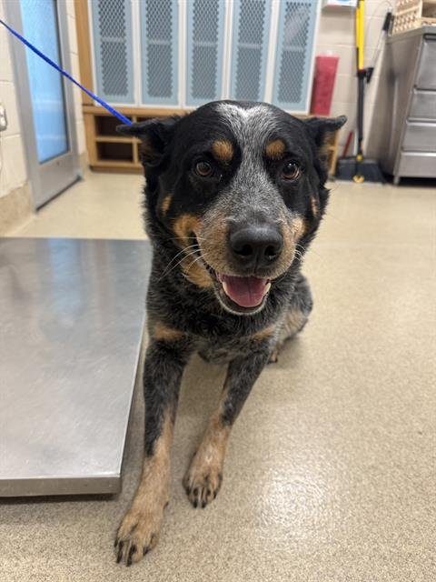 TAZZ - Australian Cattle Dog/Blue Heeler available for adoption