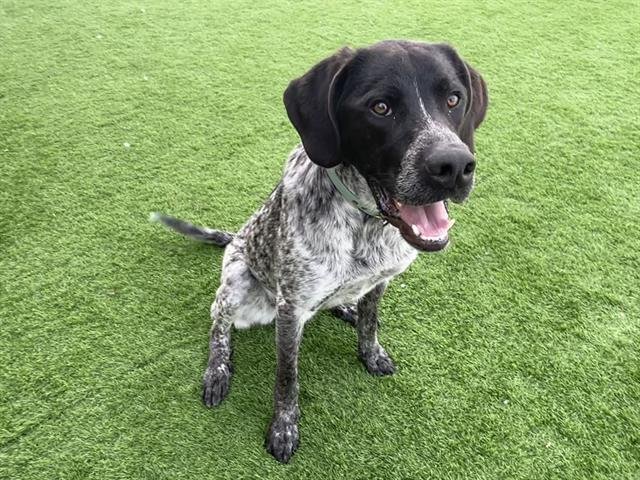 LACE - German Shorthaired Pointer available for adoption