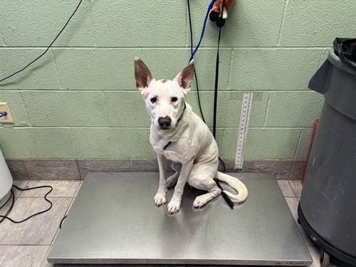 OLIVER - American Staffordshire Terrier available for adoption