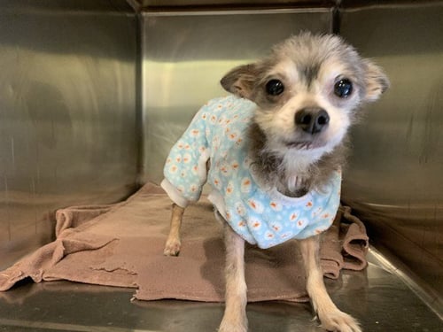 PIXIE - Chihuahua / Pomeranian available for adoption