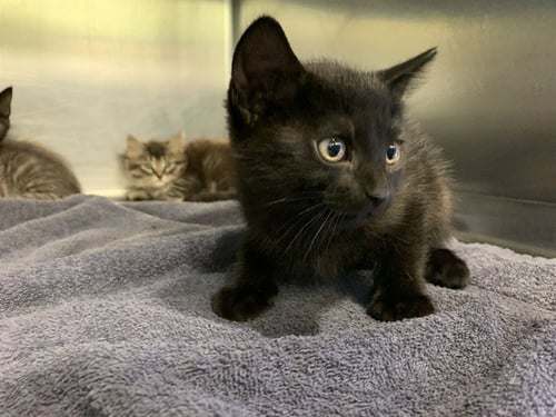 HOAGIE - Domestic Short Hair available for adoption