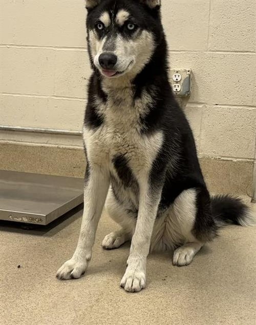JELLY - Siberian Husky available for adoption