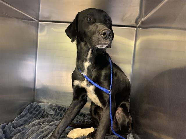 BROCCOLI - Labrador Retriever for adoption in Arlington